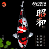 玉渔【包活包损】锦鲤活鱼观赏鱼活体好养耐活冷水淡水鱼日系锦鲤金鱼 【精品】一条昭和锦鲤 8--10cm