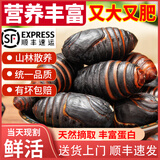 印禾年鲜活蚕蛹东北特产 新鲜茧蛹特级大号黄蚕蛹蝉蛹柞蚕生鲜活体净重 1000g 大号黑蛹（90只左右）
