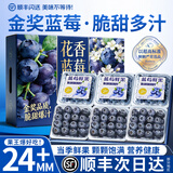 山姆大叔 秘鲁蓝莓王【顺丰-多地次日达】进口花香蓝莓新鲜水果中秋礼品 甄选精品果丨单果15mm+【80%选择】 125g*4大盒【爆款主推-80%选择】净400g