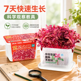 匠心绽放水培菜种植套装儿童种植小盆栽幼儿园DIY植物根系观察苋菜10116