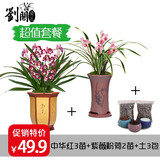 劉閣蘭花四季兰花苗中华红 夏带浓香花苞出售内带多个好养花卉盆栽 中华红3苗+紫薇粉荷2苗+土3包