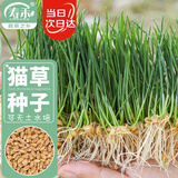 寿禾猫草种子水培小麦草麦苗盆栽芽苗菜种植 潍丰猫草种子50g约1000粒