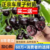 欧悟【买2颗送1颗】嫁接车厘子树苗大樱桃树苗盆栽果树苗木南北方种植 黑珍珠车厘子树苗 3年小苗试种【不参加2送1】