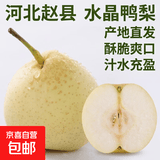 京喜加赵州水晶鸭梨新鲜水果产地直发【六】单果180g起 带箱4斤特惠装（净重3.5斤）