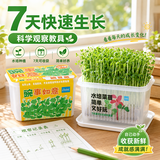匠心绽放开学季礼物水培菜种植套装儿童幼儿园DIY植物根系观察豌豆10114