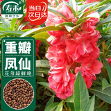 寿禾 重瓣凤仙花种子种苗观赏花卉种籽 潍育重瓣凤仙花种子5g约500粒