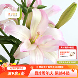 虹越（HONGYUE） 进口百合种球3球装 盆栽地栽易养东方香水百合花卉裸球 【重瓣LA百合·3球】布加迪（12/14）