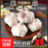 紫白皮蒜水果大蒜超市即食生鲜蔬菜大蒜 【精选】净重 2.8斤 单果3.5-5cm