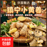 产地直发贵州镇宁新鲜现挖小黄姜生姜黄姜调味料新鲜蔬菜生鲜 三斤装 1500g 净重