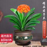京云梦君子兰盆栽招财旺宅桌面绿植中秋送礼12-14片古绿金源头直发