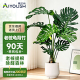 爱优尚老桩龟背竹盆栽客厅室内办公室大绿植盆景净化空气吸甲醛源头直发