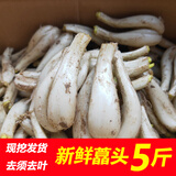 辰实 【现货】藠头新鲜 藠头现挖茭头藠头 时令蔬菜新荞头 5斤（净藠头）
