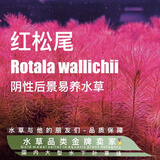 云峰海瑞水草活体懒人草鱼缸造景活体水草套餐鱼缸水草有茎类中后景真水草 【好养易活】红松尾（5只一组）
