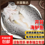 深海白蕉七星三去开背海鲈鱼鲜活生鲜速冻清蒸高营养净重整条 600-700g/条（活鱼鲜杀 每条独立包装） 免洗开背海鲈鱼*5条【囤货装】