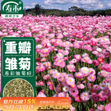 寿禾雏菊种子苗四季种植菊花盆栽花草种籽 潍育寿彩雏菊种子2千粒