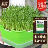 北蔬芽苗菜种子豆芽菜无土栽培水培蔬菜种籽 白豌豆芽苗菜种子200g