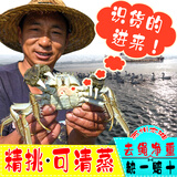 【活蟹】超大伊乐草精品六月黄太湖大闸蟹鲜活现货螃蟹中秋节送礼 精品六月黄公蟹 2.8-3.1两 10只