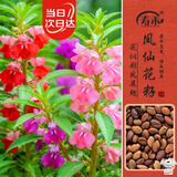寿禾 凤仙花种子苗染指甲花四季盆栽种植花卉种籽 中国凤仙花种子100g