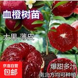 正宗红皮血橙苗超甜无酸无核嫁接果树苗冰糖橙子树苗南北方种植 3年苗（明年结果）