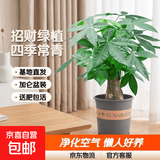 发财树盆栽大植物室内办公室桌面客厅小盆景招财树苗绿植花卉盆栽 中单杆发财树 5-8cm【加仑盆】 【送肥料】