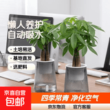 发财树盆栽大植物室内办公室桌面客厅小盆景招财树苗绿植花卉盆栽 2个 【繁星吸水盆】 【送肥料】