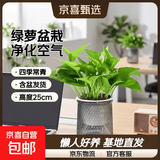 特价绿萝盆栽室内客厅办公室吸甲醛净化空气水培植物绿植花卉好养 【厂房摆放20盆】绿萝+轻奢灰色繁星吸水盆 整体含盆高度20-25cm