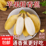 京喜加正宗苹果蕉徐闻新鲜香蕉软糯香甜当季水果青蕉发货需催熟 （带箱5斤）净重4.6斤