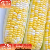 寿禾 超甜水果玉米种子大全紫糯黑甜糯可生食粘甜种孑秋冬季寿光蔬菜 [黄白]金辉甜玉米种子100g