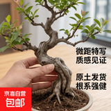 原生长寿冠海棠花盆栽四季开花树苗花卉植物室内盆景老桩耐寒好养 5年海棠【带原土 带花苞】 不含盆