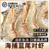 朵芙海捕大明虾 大对虾 鲜活船冻 对虾 竹节虾海虾大虾国庆礼盒送礼 【蓝尾虾】16-18cm 500g(净重)  *2盒