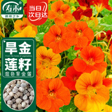 寿禾 旱金莲种子苗旱荷花盆栽花卉种子 潍育寿艺旱金莲混色种子150粒