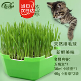 寿禾 猫草种子种苗小麦草水培盆栽种植猫零食栽培 猫草种子水培套餐