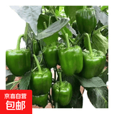 新鲜绿菜椒现摘山东圆椒青椒太空甜椒蔬菜灯笼椒生吃蔬菜沙拉 新鲜圆椒净重0.9斤