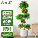 爱优尚金钱榕招财摇钱树盆栽办公室客厅室内大绿植盆景乔迁开业源头直发