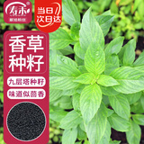 寿禾九层塔种子苗罗勒可食用香料香草种籽 潍丰埋香九层塔种子2000粒
