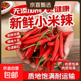 新鲜小米椒特辣辣椒 小米椒3斤