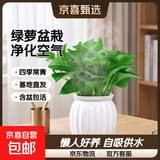 【绿萝盆栽】吸甲醛净化空气水培绿植物懒人花卉好养搬家礼物全 【新店开业20盆】绿萝+白色南瓜盆自吸水 整体含盆高度20-25cm