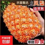 正宗海南金钻凤梨新鲜现货手撕大果巨大号多汁不需挖眼水果包邮 金钻凤梨净重8.5-9斤5-9个 【小果】