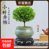 【限时秒杀】小叶赤楠盆景植物办公花卉基地直销批发绿植盆栽室内 赤楠+绿色裂纹盆+苔藓+圆底座