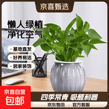 【绿萝盆栽】吸甲醛净化空气水培绿植物懒人花卉好养搬家礼物全 【办公室绿化20盆】绿萝+灰色南瓜盆自吸水 整体含盆高度20-25cm