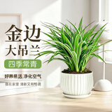 京云梦大盆金边吊兰盆景净化空气绿植办公室垂吊盆栽条纹盆源头直发
