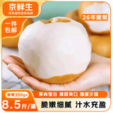 京鲜生正宗山东莱阳秋月梨8.5斤单果350g+爆汁时令 新鲜水果 源头直发
