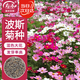 寿禾格桑花种子苗波斯菊秋季盆栽种籽 大花波斯菊混色种子100g(大袋)