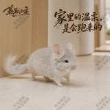 暮秋小主龙猫活物 龙猫活体幼崽宠物毛丝鼠亲人可爱家养网红活宠疫苗齐全 米色弟弟【新手推荐】