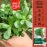 寿禾马齿苋种子种苗野生蚂蚱菜四季蔬菜种籽 肥尖马齿苋种子20g