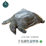 千岛湖生态甲鱼足年足龄生长中华鳖活体 大老鳖活体王八清水鳖 鲜活 6龄1250g鲜活公鳖 生态甲鱼-鲜活到家