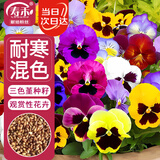 寿禾 三色堇种子苗蝴蝶花景观花卉籽 寿艺三色堇混色种子1g约800粒
