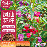 寿禾凤仙花种子苗可盆栽四季花卉籽 中国凤仙(混色)种子1000粒/袋x3