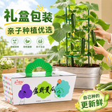 IAM City Farmer盆栽黄瓜DIY趣味儿童种植盆栽可食用植物开学季教师节礼物10099