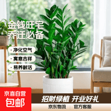 【金钱树】盆栽客厅室内植物钱串子大型发财绿植乔迁开业送盆花卉 6-9株 60-70cm+罗马柱树脂花盆 送肥料